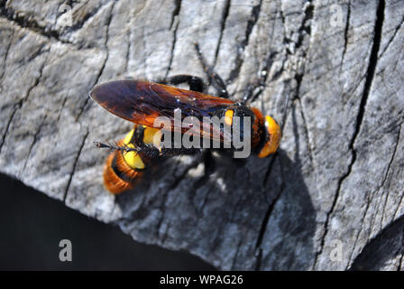 Mammoth wasp, Megascolia maculata close up macro dettaglio seduta sul grigio Sfondo di legno Foto Stock