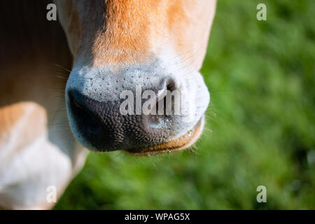 Marrone e bianco mucca, mastica erba, bocca di close-up Foto Stock