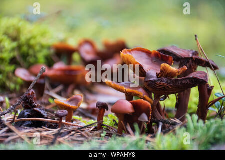 Bella vista dettagliata di un gruppo di marrone di funghi che crescono su un tronco vecchio con verde muschio. Macro di Funghi, Funghi foto, foto di foresta, foresta Foto Stock
