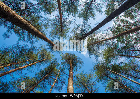 Bella vista dal basso degli alti pini nella foresta sempreverde con cielo blu, girato da sotto Foto Stock