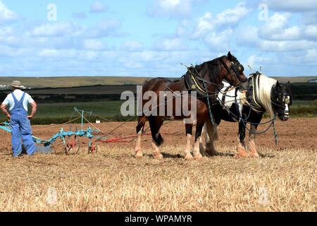 Team di 2 cavalli di Cobb e conducente riposo dopo Gower Match di aratura. Le pratiche agricole tradizionali sono in grado di preservare la salute del suolo. Foto Stock