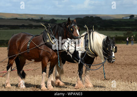 Team di 2 cavalli di Cobb riposo dopo Gower Match di aratura. Le pratiche agricole tradizionali sono in grado di preservare la salute del suolo, con minor compattazione. Foto Stock
