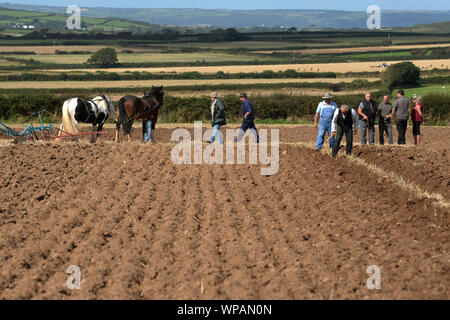 Team di 2 cavalli di Cobb arare il terreno in Gower Match di aratura. Le pratiche agricole tradizionali.La larghezza, profondità e uniformità dei solchi sono misurati. Foto Stock