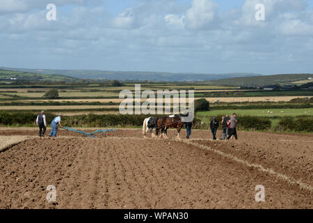 Team di 2 cavalli di Cobb arare il terreno in Gower Match di aratura. Le pratiche agricole tradizionali sono in grado di preservare la salute del suolo, con minor compattazione. Foto Stock