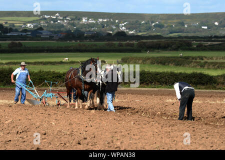Team di 2 cavalli di Cobb arare il terreno in Gower Match di aratura. Le pratiche agricole tradizionali.La larghezza, profondità e uniformità dei solchi sono misurati. Foto Stock