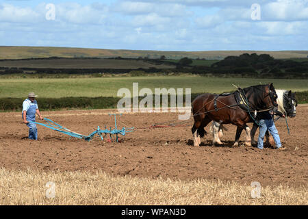 Team di 2 cavalli di Cobb arare il terreno in Gower Match di aratura. Le pratiche agricole tradizionali sono in grado di preservare la salute del suolo, con minor compattazione. Foto Stock