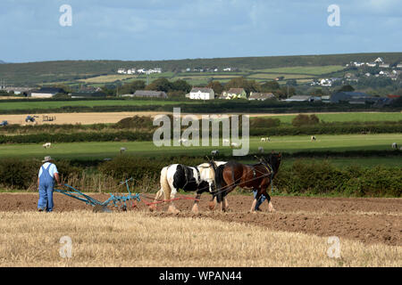 Team di 2 cavalli di Cobb arare il terreno in Gower Match di aratura. Le pratiche agricole tradizionali sono in grado di preservare la salute del suolo, con minor compattazione. Foto Stock