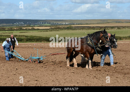 Team di 2 cavalli di Cobb arare il terreno in Gower Match di aratura. Le pratiche agricole tradizionali sono in grado di preservare la salute del suolo, con minor compattazione. Foto Stock