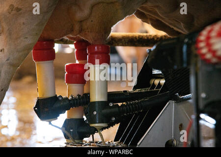 Un manipolatore robotico milker, latti Jersey vacche da latte in sala di mungitura presso Twin Brook Creamery Agosto 6, 2019 in Lynden, Washington, Stati Uniti d'America. Il caseificio lavora con l'USDA Risorse Naturali servizio di conservazione per la raccolta di rifiuti di origine animale runoff ed evitare che raggiunga gli habitat di salmone. Foto Stock