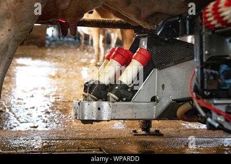 Un manipolatore robotico milker, latti Jersey vacche da latte in sala di mungitura presso Twin Brook Creamery Agosto 6, 2019 in Lynden, Washington, Stati Uniti d'America. Il caseificio lavora con l'USDA Risorse Naturali servizio di conservazione per la raccolta di rifiuti di origine animale runoff ed evitare che raggiunga gli habitat di salmone. Foto Stock