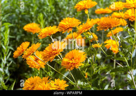 Falso girasole, Heliopsis helianthoides var. Scabra Heliopsis Sonnenschild, border Foto Stock