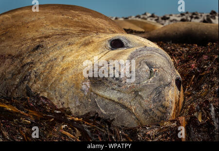 Close-up di muta adulto guarnizione di elefante giacente sul mare dalle erbacce su un Sea Lion Island, Isole Falkland. Foto Stock