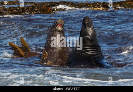 Close-up di elefante meridionale guarnizioni combattimenti nell'Oceano Atlantico, Isole Falkland. Foto Stock