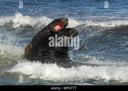 Close-up di elefante meridionale guarnizioni combattimenti nell'Oceano Atlantico, Isole Falkland. Foto Stock