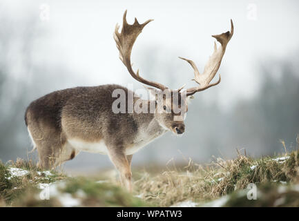 Close up di un daino (Dama Dama) in inverno, UK. Foto Stock