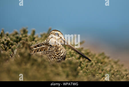 Close up di un sud americana snipe in zone umide. Foto Stock