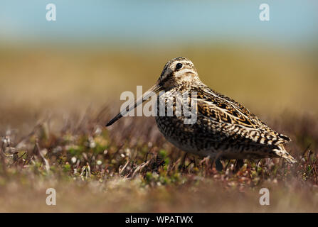 Close up di un sud americana snipe in zone umide. Foto Stock