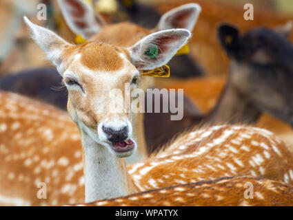 Femmina daino cervo doe, primo piano divertente masticare faccia, con lunghe ciglia e orecchie tag. "Dama dama" Phoenix Park, Dublino, Irlanda. Foto Stock