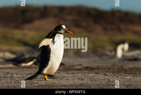 Close up di un pinguino Gentoo a camminare su una spiaggia di sabbia in Isole Falkland. Foto Stock