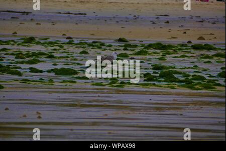 Mouette sur le sable entre les rochers recouverts d'algues au bord de la mer , plage de plouguerneau , groupes de mouettes ramassant des vers de sable Foto Stock