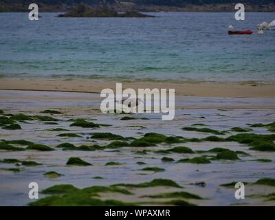 Mouette sur le sable entre les rochers recouverts d'algues au bord de la mer , plage de plouguerneau , groupes de mouettes ramassant des vers de sable Foto Stock