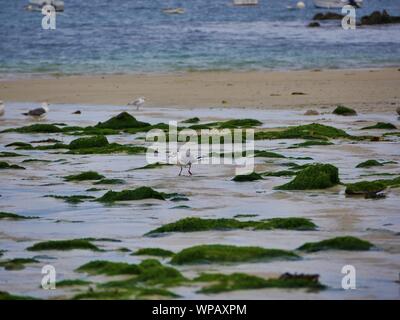 Mouette sur le sable entre les rochers recouverts d'algues au bord de la mer , plage de plouguerneau , groupes de mouettes ramassant des vers de sable Foto Stock