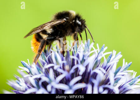 Bumblebee che raccoglie il nettare Bombus lapidarius sul fiore, primo piano Blue Globe Thistle Insect sull'erba Foto Stock