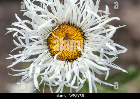 Fiori bianchi Shasta Daisy, Leucanthemum × superbum 'Shapcott Gossamer', bug Foto Stock