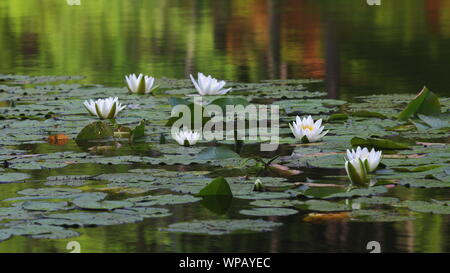 Weisse Seerose (Nymphaea alba) Foto Stock