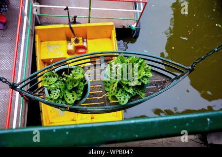 Due pot appeso da una piccola barca realizzata in tondino di ferro contenente due piante calathea con motivi in foglie, vista dall'alto, messa a fuoco selettiva Foto Stock