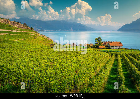 Pittoreschi vigneti terrazzati con il lago di Ginevra in background. Posto fantastico con vigneti e filari di viti nel famoso Lavaux il vino della regione, vicino a Chexbr Foto Stock