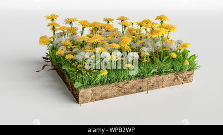 Realistiche in 3D rendering spaccato piano terreno, 3D illustrazione di massa di suolo sezione trasversale con la massa di terra verde e fiori di erba Foto Stock