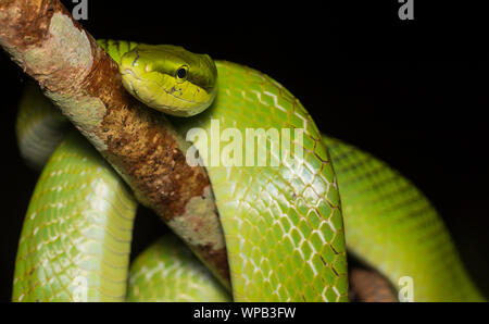 Il Corridore Red-Tailed (Gonyosoma oxycephalum) avvolto attorno ad un ramo nella giungla di Kaeng Krachan NP della Thailandia. Foto Stock