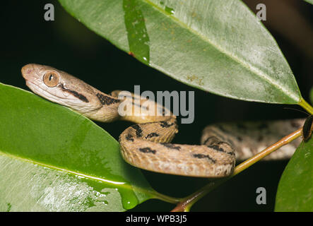 Gatto siamese gatto Snake (Boiga siamensis) in un albero di notte nella foresta pluviale di Kaeng Krachan National Park. Foto Stock