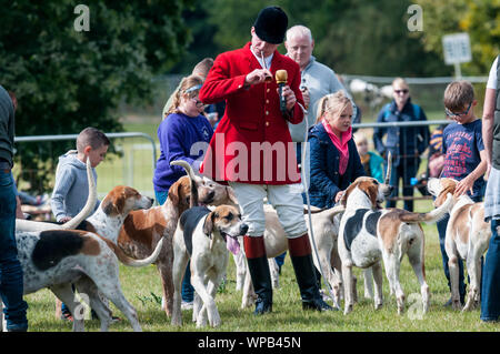 Sandringham, Norfolk, Regno Unito. Il 08 settembre 2019. Il 2019 Sandringham Game & Country Fair tenutasi il Sandringham Estate. Immagine mostra huntsman in arena con bambini petting hounds. UrbanImages-News/Alamy Foto Stock