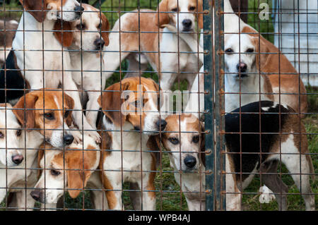 Sandringham, Norfolk, Regno Unito. Il 08 settembre 2019. Il 2019 Sandringham Game & Country Fair tenutasi il Sandringham Estate. L'immagine mostra il piede Oakley Brachetti. UrbanImages-News/Alamy Foto Stock