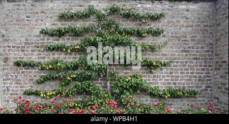 Una pera albero da frutta addestrato in modo a spalliera cresciuto contro un muro di mattoni. Foto Stock