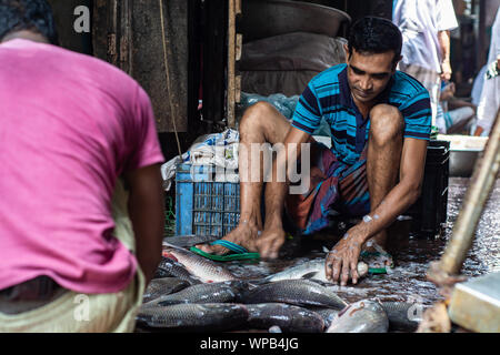 Fisherman pulizia del pesce dopo la vendita del pesce al mercato locale del pesce in Bangladesh, stile di vita foto di strada rurale del Bangladesh urbano hilsha ilsha padma Foto Stock