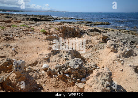 Un tratto della rosa costa rocciosa vicino ad Alghero in Sardegna, con i gusci incastonato nella roccia e la città di distanza Foto Stock