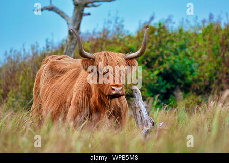 Wild belle highland scozzesi bovini mucca marrone con lunga e scraggy pelliccia e grandi corna nelle dune dell'isola di Texel in Olanda Foto Stock