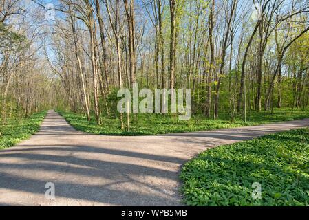 Mature ramson campi in primavera tempo in foresta Foto Stock