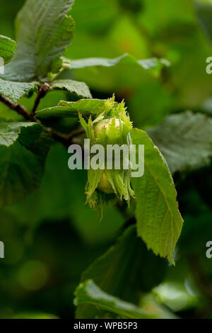 Una ripresa macro di un cluster di nocciole appesi ai rami di un nocciolo contorto.Close-up. Albero in estate, Agosto. Foto Stock