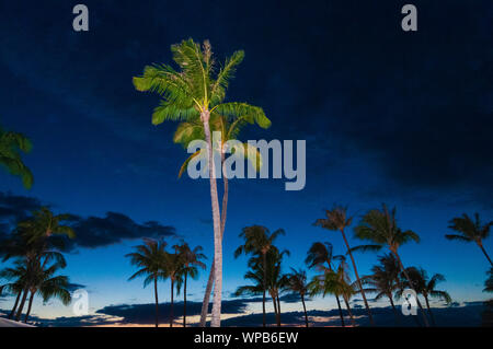 Maestose palme sulla spiaggia al tramonto, a Maui, Hawaii, STATI UNITI D'AMERICA Foto Stock