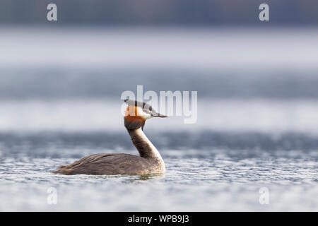 Australasian crested grebe Podiceps cristatus, adulti, piscina di acqua dolce, Lago Te Anau, South Island, in Nuova Zelanda, Novembre Foto Stock