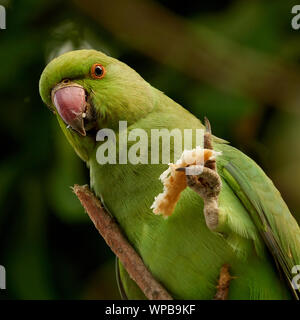 Rose-inanellati parrocchetto Psittacula krameri mangiare pane Alameda Apodaca Cadiz Spagna Foto Stock