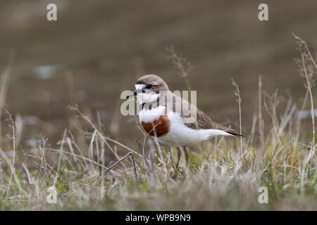 Nastrare dotterel Charadrius bicinctus bicinctus, maschio adulto, rovistando nelle praterie umide, Arthur's Pass, South Island, in Nuova Zelanda, Novembre Foto Stock