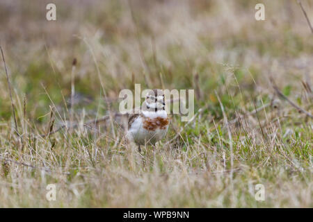 Nastrare dotterel Charadrius bicinctus bicinctus, femmina adulta, rovistando nelle praterie umide, Arthur's Pass, South Island, in Nuova Zelanda, Novembre Foto Stock