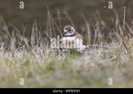 Nastrare dotterel Charadrius bicinctus bicinctus, femmina adulta, rovistando nelle praterie umide, Arthur's Pass, South Island, in Nuova Zelanda, Novembre Foto Stock