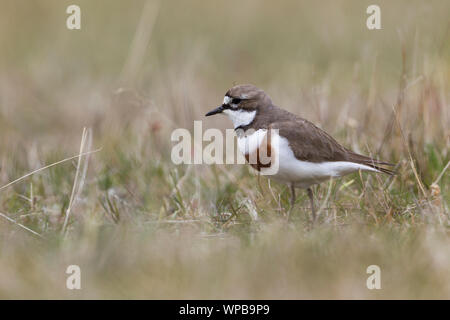 Nastrare dotterel Charadrius bicinctus bicinctus, maschio adulto, rovistando nelle praterie umide, Arthur's Pass, South Island, in Nuova Zelanda, Novembre Foto Stock