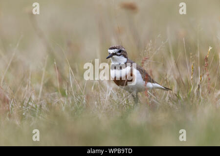 Nastrare dotterel Charadrius bicinctus bicinctus, maschio adulto, rovistando nelle praterie umide, Arthur's Pass, South Island, in Nuova Zelanda, Novembre Foto Stock